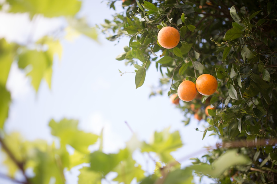 Orange tree at the Mansion of Mazra'ih