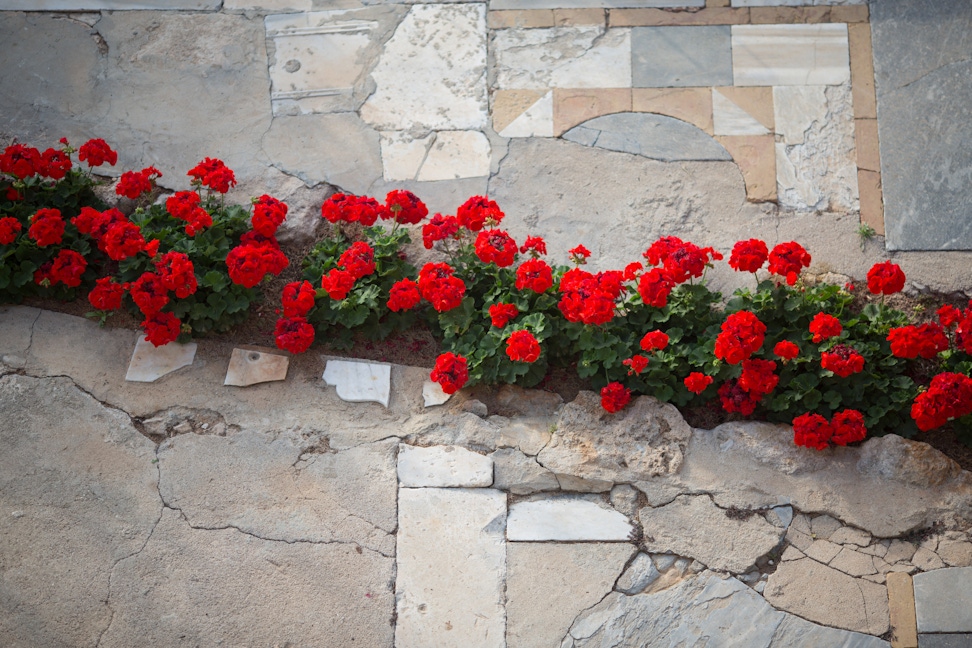 Flowers at the Mansion of Mazra'ih