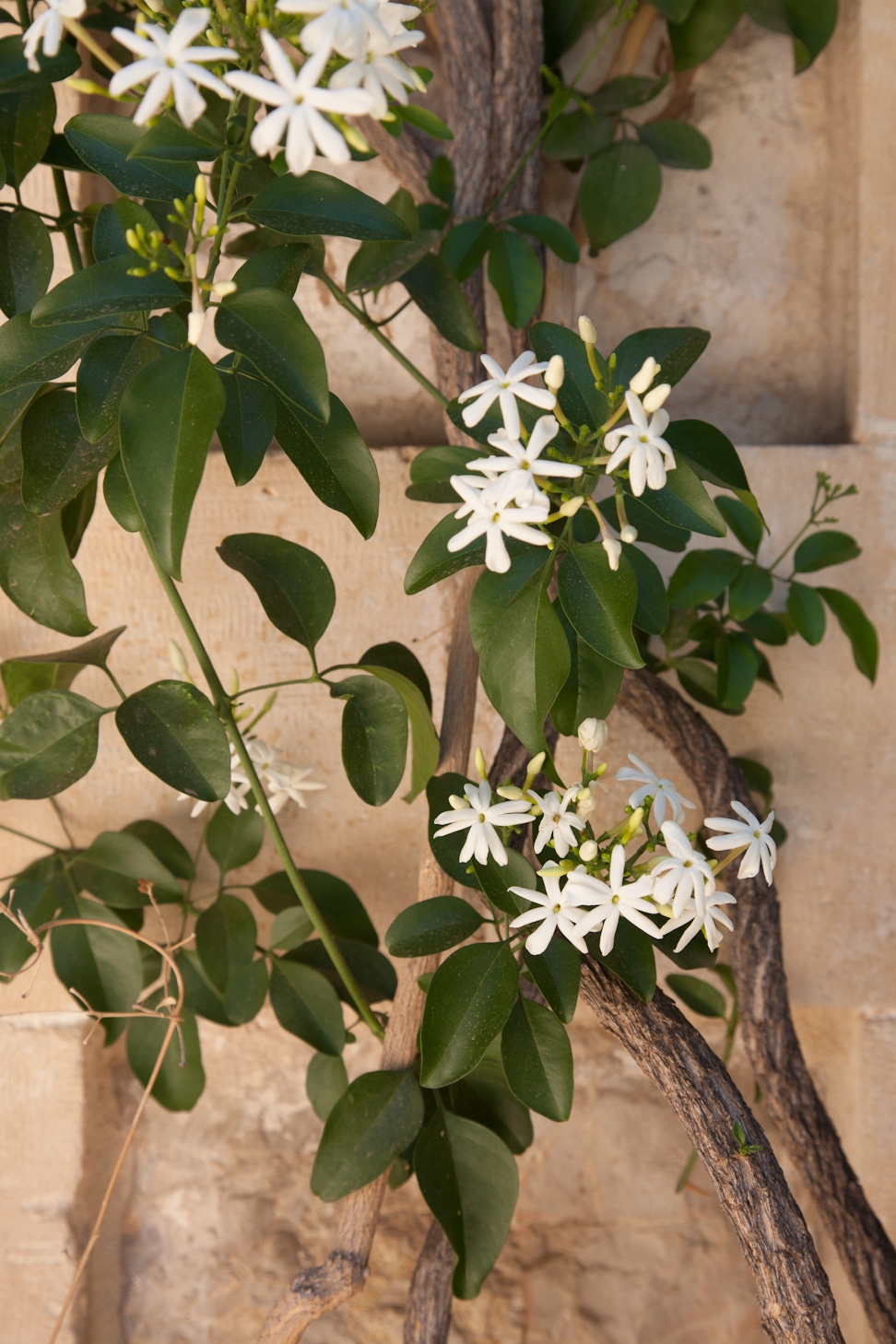 Flower detail from the Haifa Pilgrim house