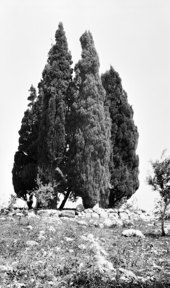 Cypress grove on the south side of the Shrine of the Báb, where Bahá’u’lláh indicated to ‘Abdu’l-Bahá where the Shrine of the Báb was to be built, early 1900s