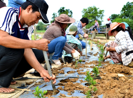 Volunteers prepare the landscape at the local Bahá'í House of Worship in Battambang, Cambodia