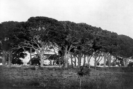 The pines of Bahjí on the land of the Jamal brothers, site of the dinner which signaled that Bahá’u’lláh could leave the boundaries of the walled city, c. 1900