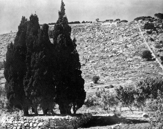 Cypress grove on the south side of the Shrine of the Báb, where Bahá’u’lláh indicated to ‘Abdu’l-Bahá where the Shrine of the Báb was to be built, c. 1909