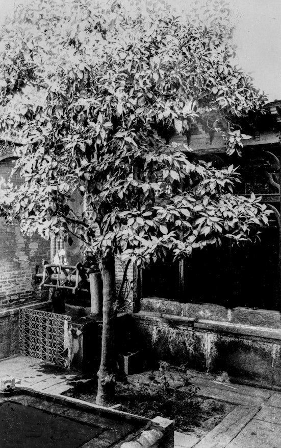 Orange tree planted by the Báb in the courtyard of His house,<u>Sh</u>íráz