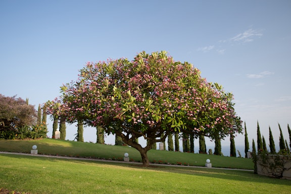 A tree adjacent to the International Teaching centre Building