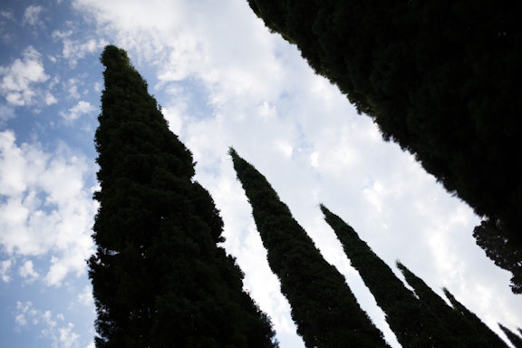 Cypress trees in the Monument Gardens 