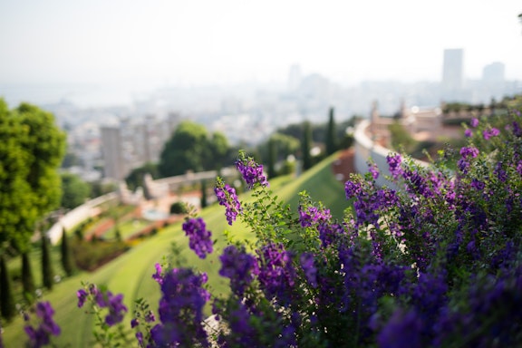 View of the Lower Terraces and the City of Haifa beyond 