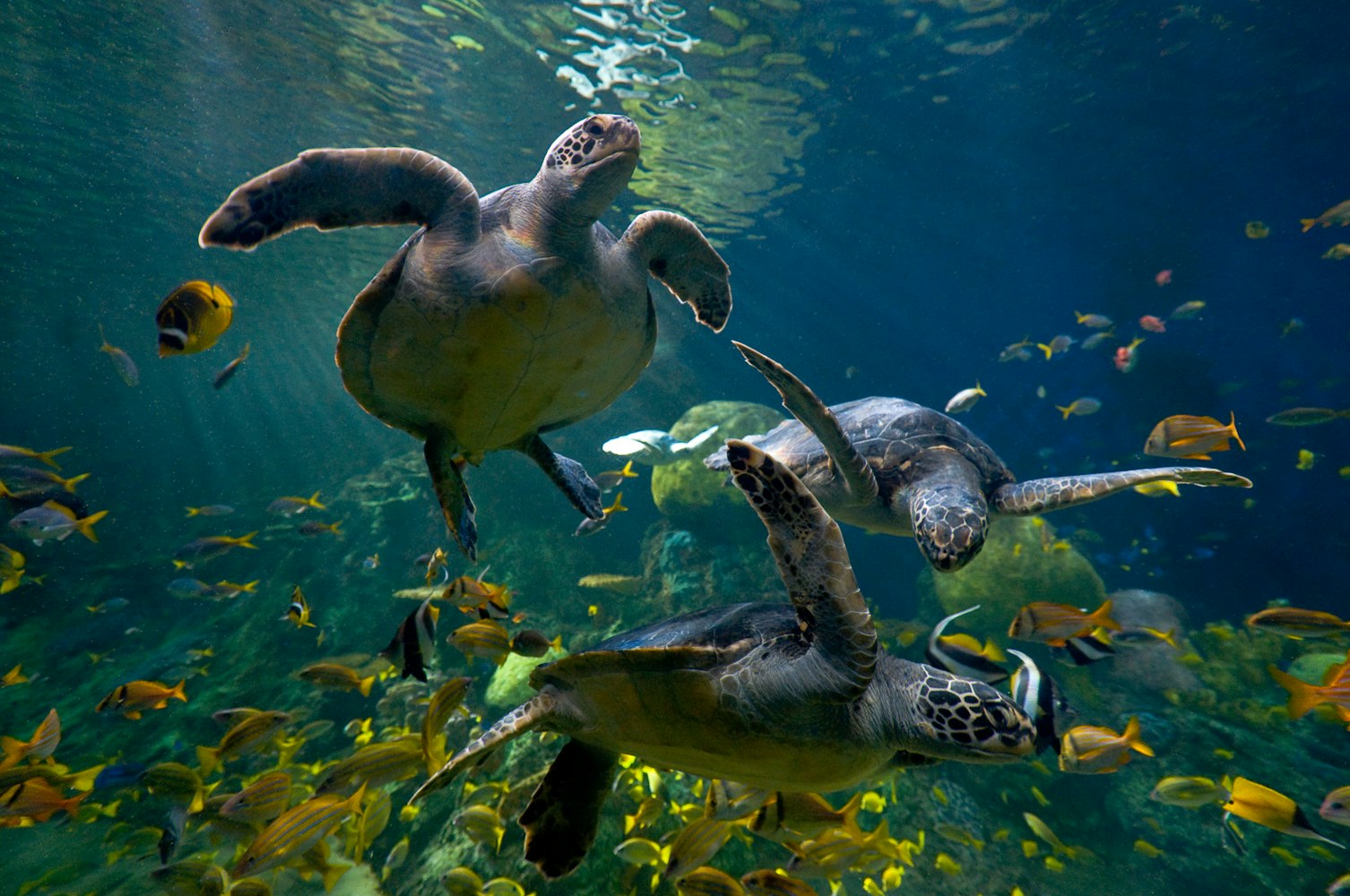 Cover Image for 5 Fun Facts About SeaWorld Orlando