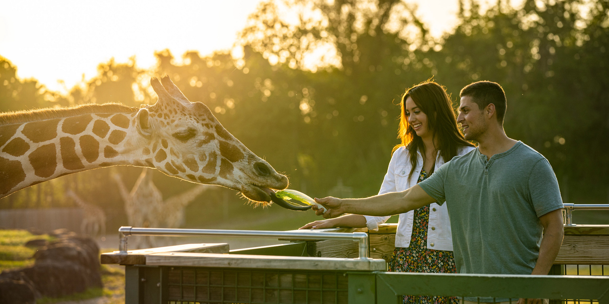 Couple Feeding a Giraffe at Busch Gardens Tampa