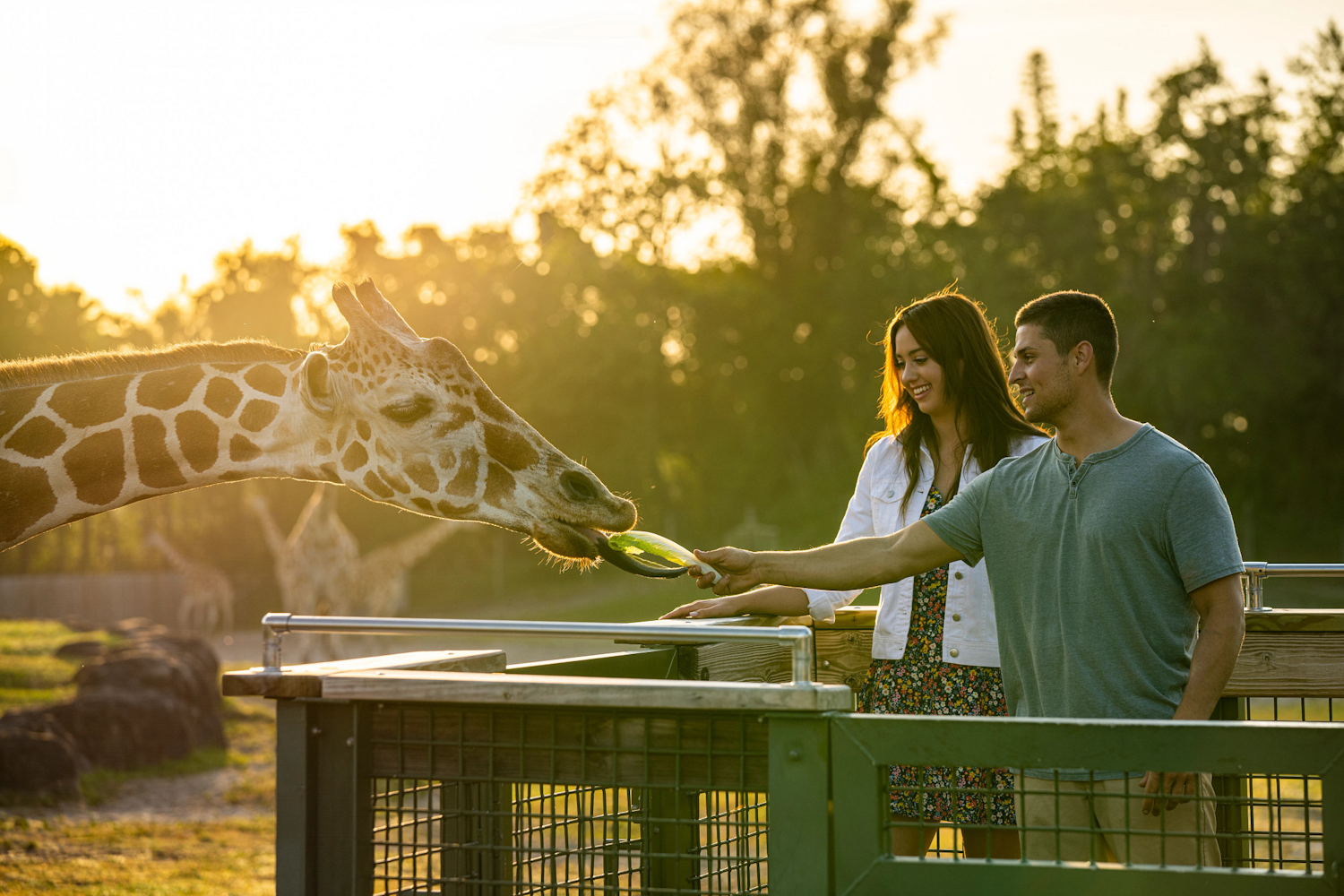 Couple Feeding a Giraffe at Busch Gardens Tampa