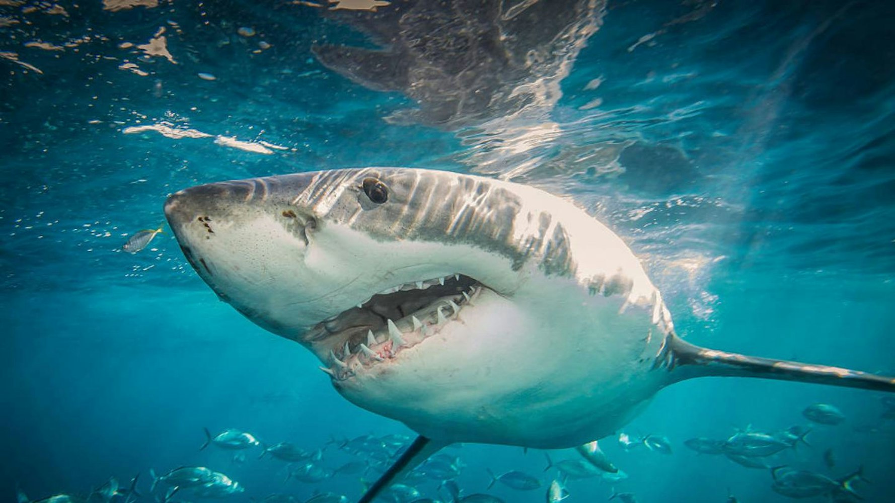 Cover Image for SeaWorld Orlando Announces Ultimate Shark Experience for 2023 