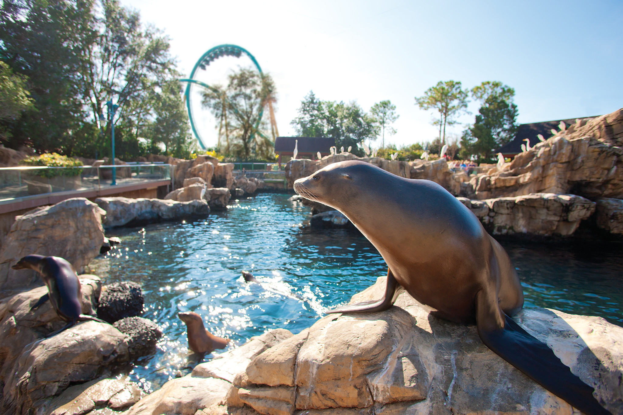 Sea Lion on Rock at SeaWorld Orlando with Coaster in the Background