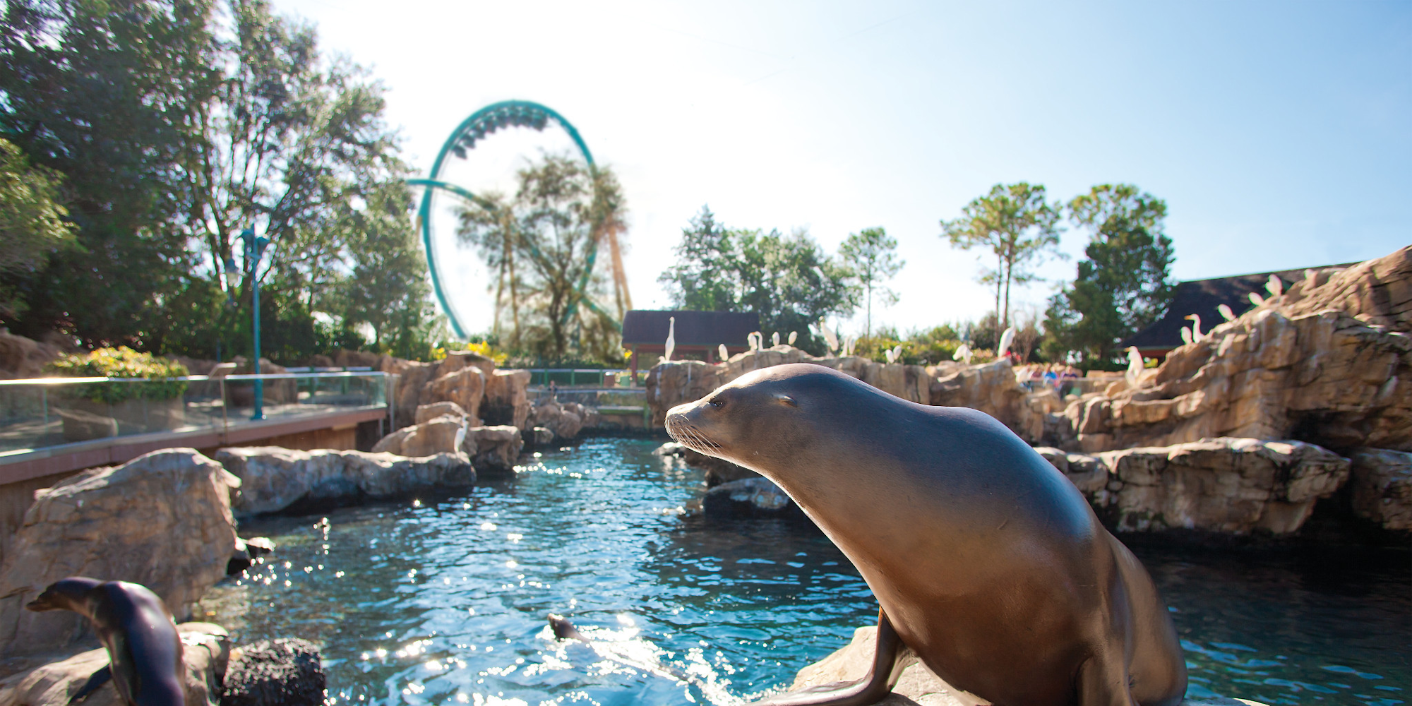 Sea Lion on Rock at SeaWorld Orlando with Coaster in the Background