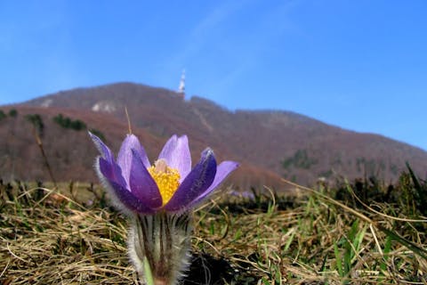Boč in velikonočnica - Poljčane