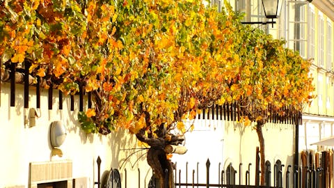 Najstarejša trta na svetu