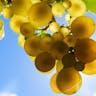 Tisočeri obrazi vina