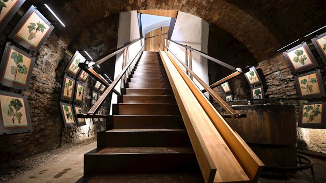 The oldest vine Museum