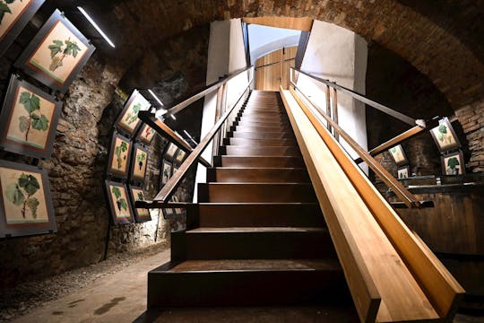 Muzej najstarejše trte