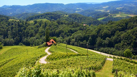 Heart-Shaped Road in the Vineyards
