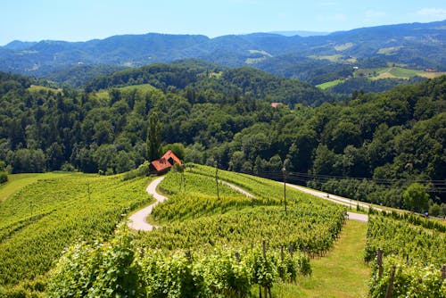 Heart among the vineyards