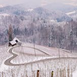 Heart among the Vineyards