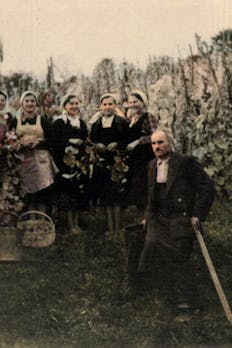 Krajnc Wein