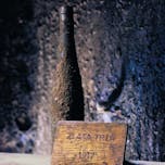 Oldest vine Zlata trta