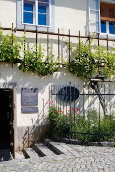 Najstarejša trta na svetu