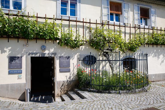 The Oldest grapevine in the world