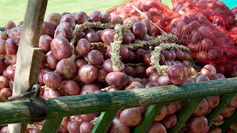 Dornava - Lukarski praznik v Dornavi