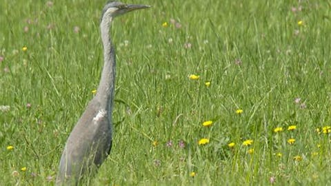 Rezervat Sivih čapelj - Trnovska vas