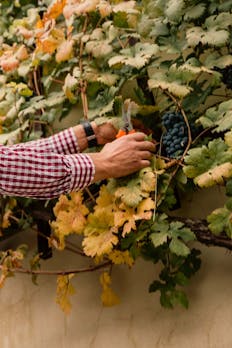 Najstarejša trta na svetu