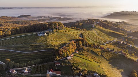 Vinorodna Štajerska