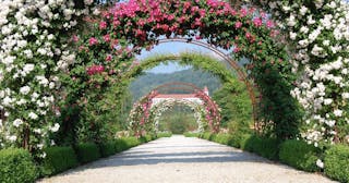 Botanični vrt Univerze v MB