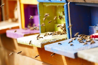 Čebelarstvo Bogdan Zelenko