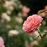 Botanični vrt - Univerze v Mariboru