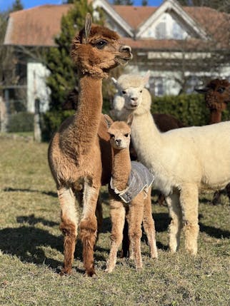 Alpaka ranč Slovenija