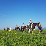 stajerska-kidicevo-nazaj_na_konja