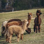 stajerska poljčane alpaka ranč