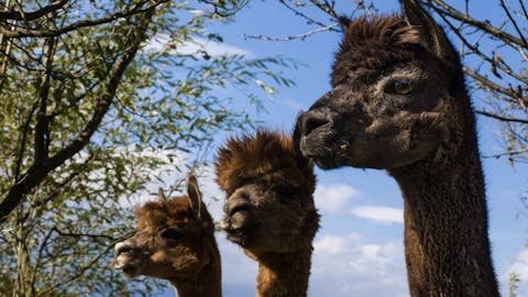 stajerska poljčane alpaka ranč