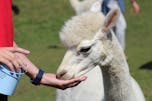 Alpaka ranč Slovenija - Poljčane - študijska tura