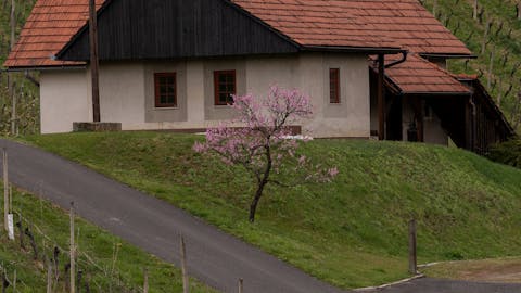 Krajnc Wein