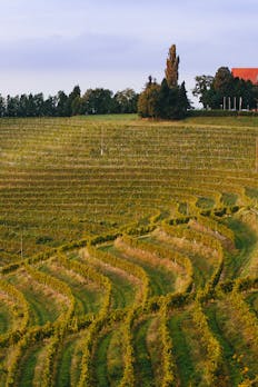 Vinogradniška kmetija Ratek