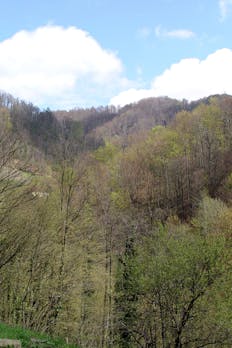 Rogatec - Gozdni rezervat Log ob Sotli