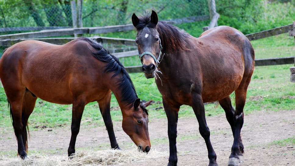 Rogatec_Kojeniški klub Strmol