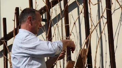 Rez Najstarejše trte na svetu