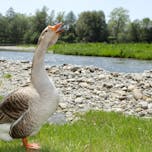 Središče ob Dravi Landscape Park