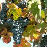 Johanezova trta s skulpturo Ovtarja