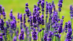 SPOMLADANSKO OBREZOVANJE SIVKE