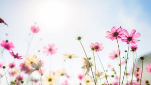 Koncert Pozdrav pomladi - KUD Breznar Tonček